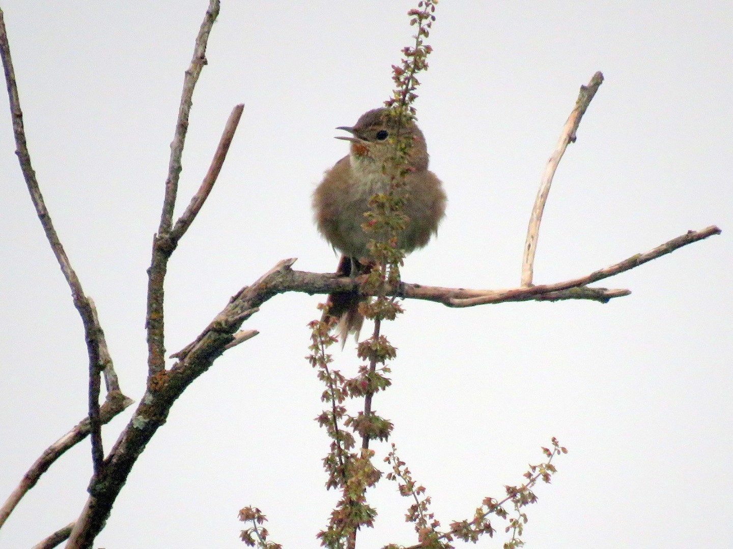 Cordilleran Canastero