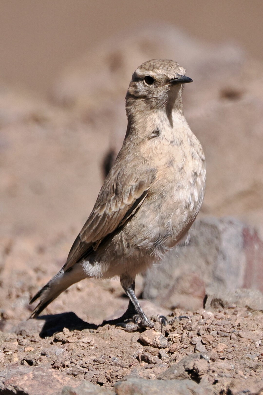 Cordoba Earthcreeper