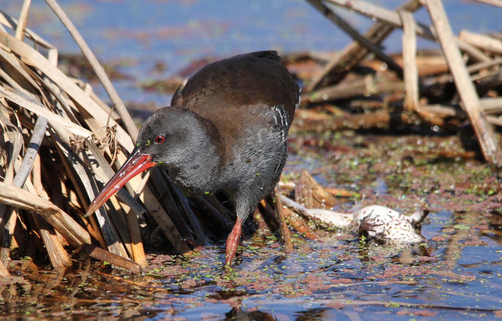 Corn Crake