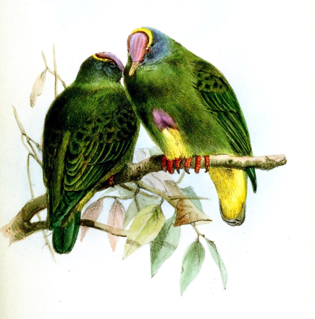 Coroneted Fruit Dove