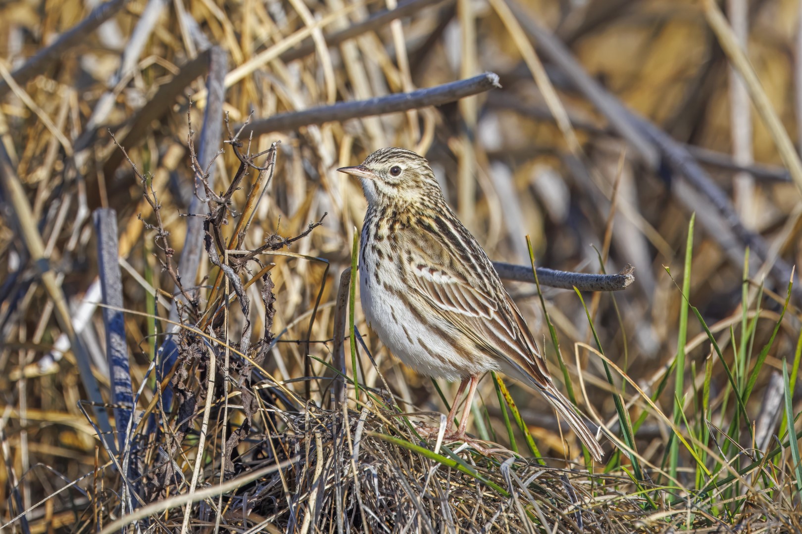 Correndera Pipit