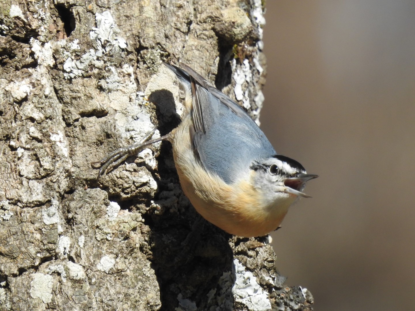 Corsican Nuthatch
