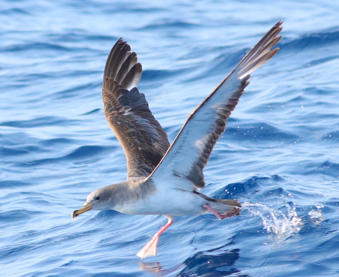 Cory's Shearwater
