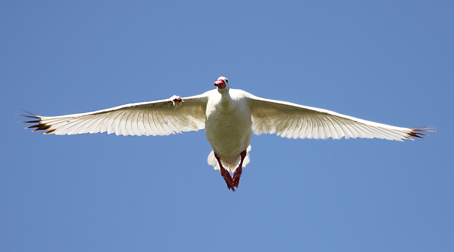 Coscoroba Swan
