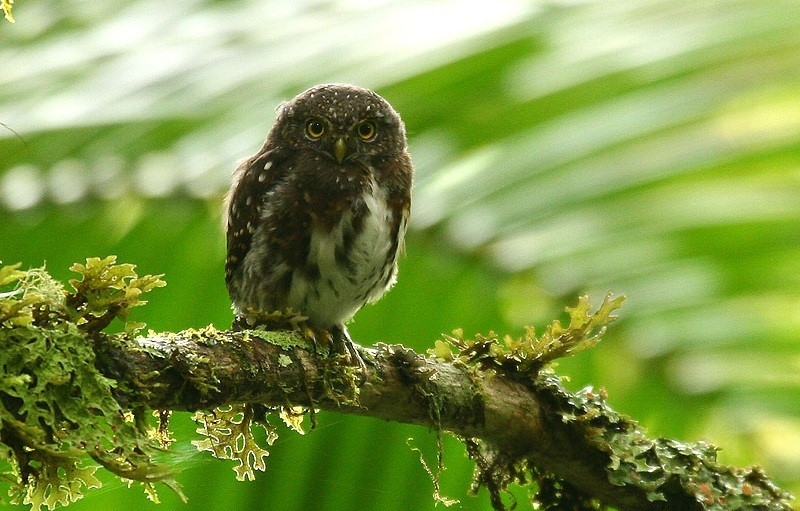 Costa Rican Pygmy Owl