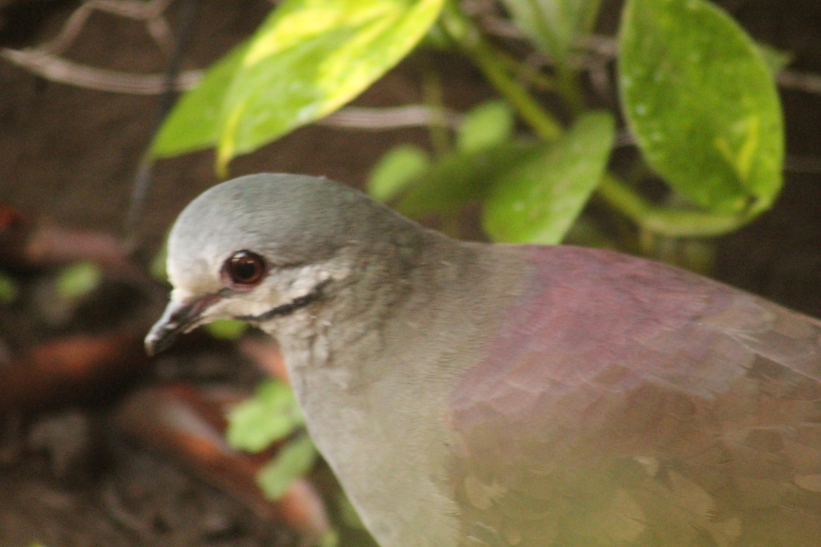 Costa Rican Quail-Dove