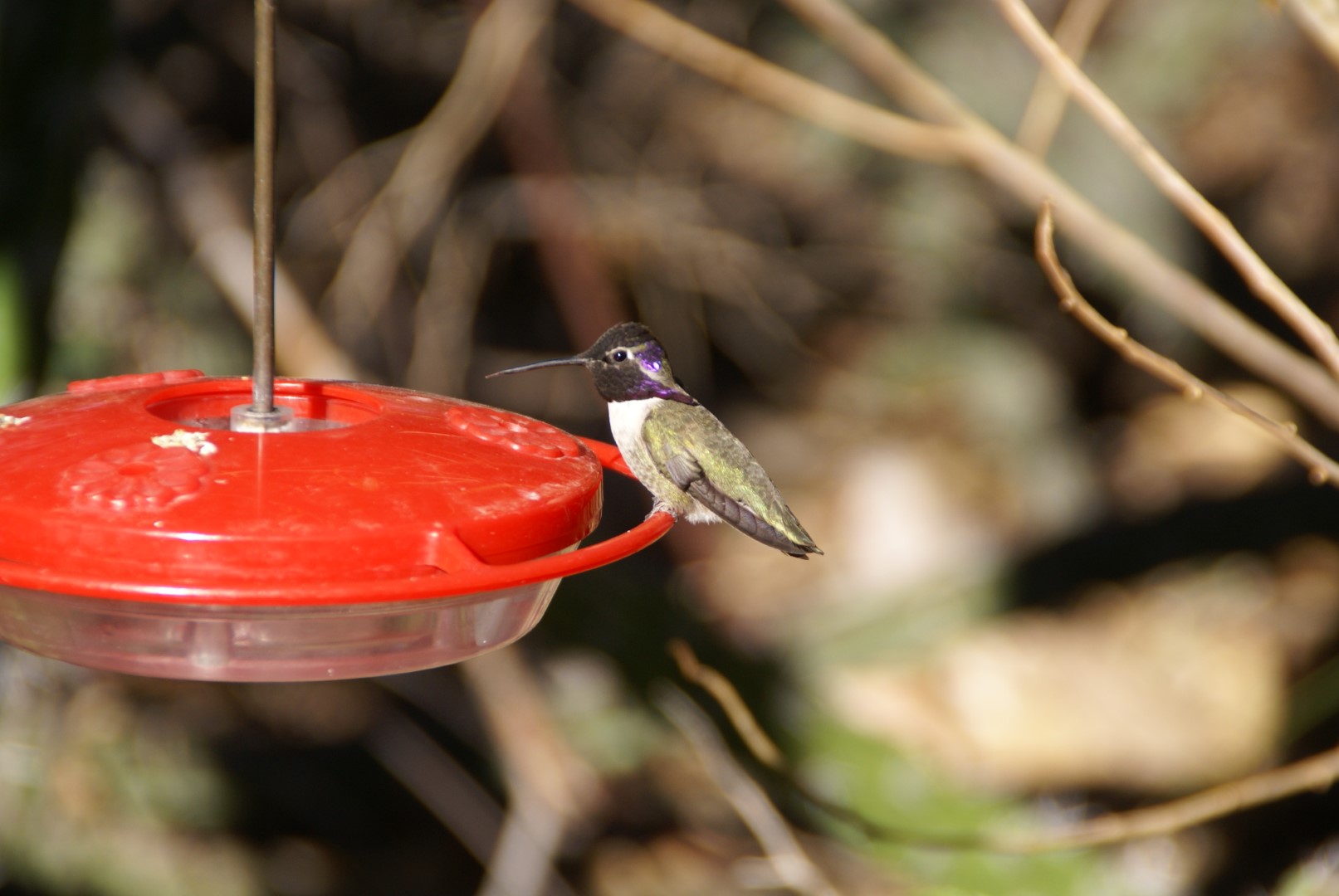 Costa's Hummingbird