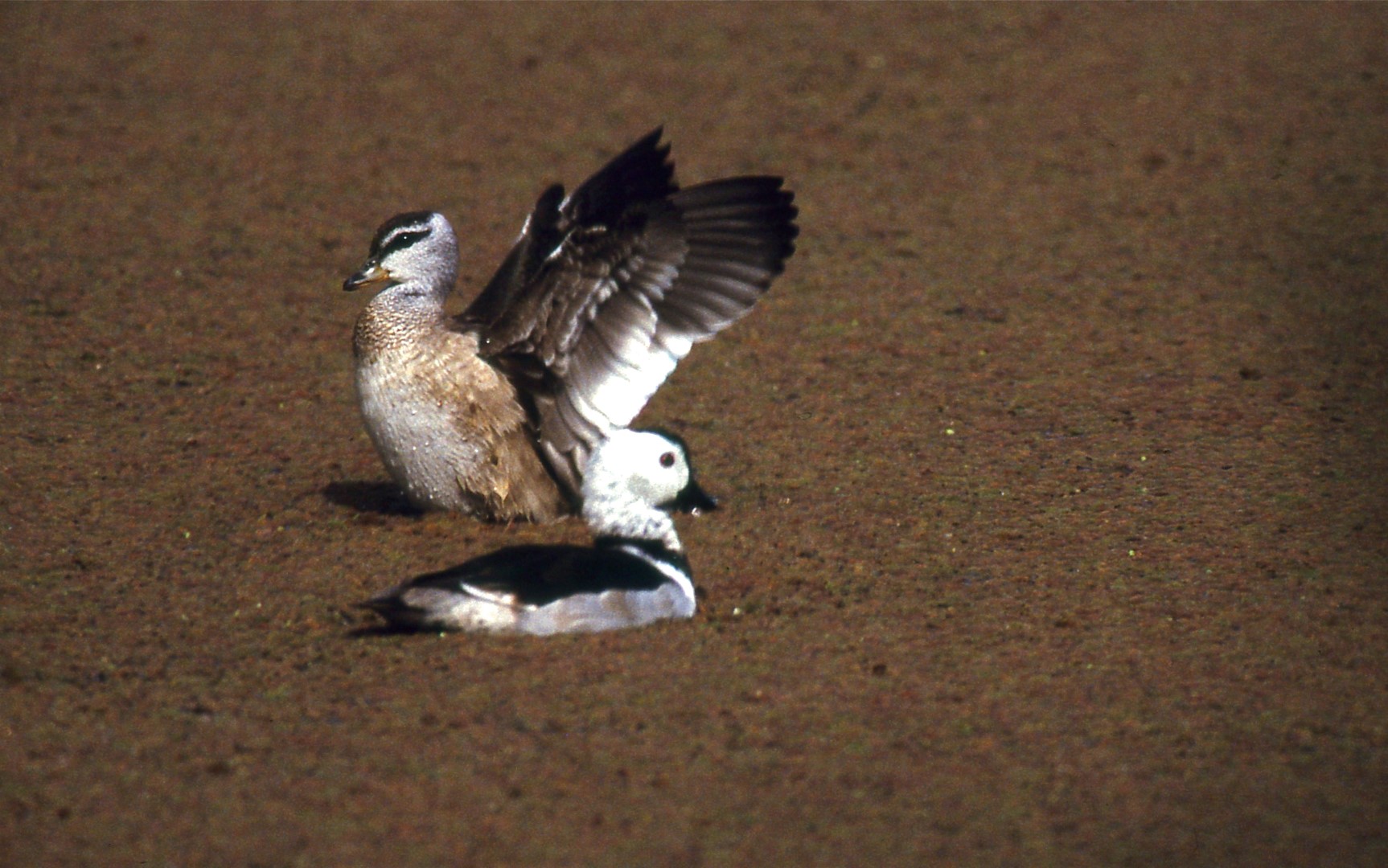 Cotton Pygmy-goose