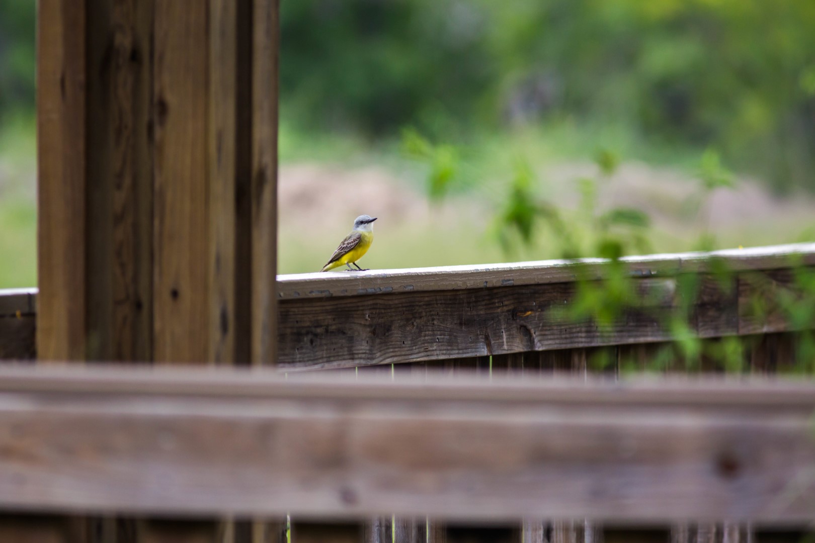 Couch's Kingbird