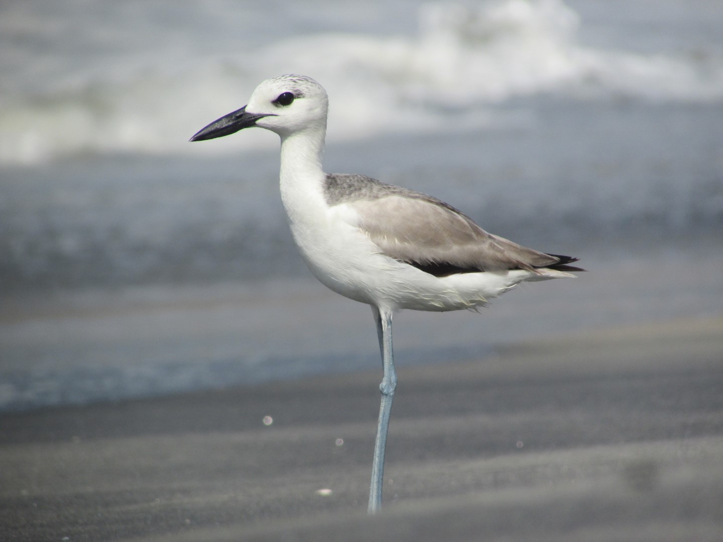 Crab Plover
