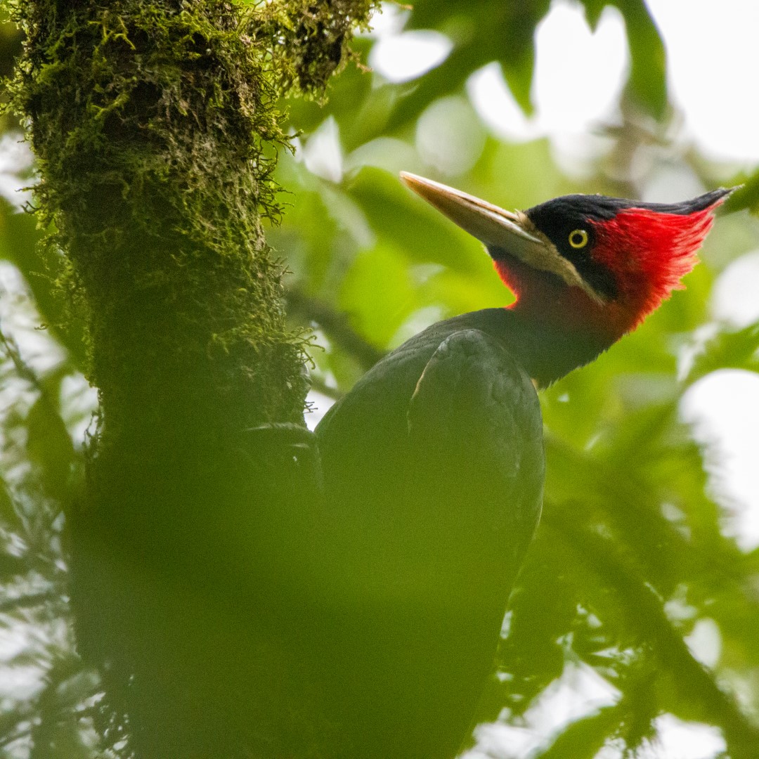 Cream-backed Woodpecker