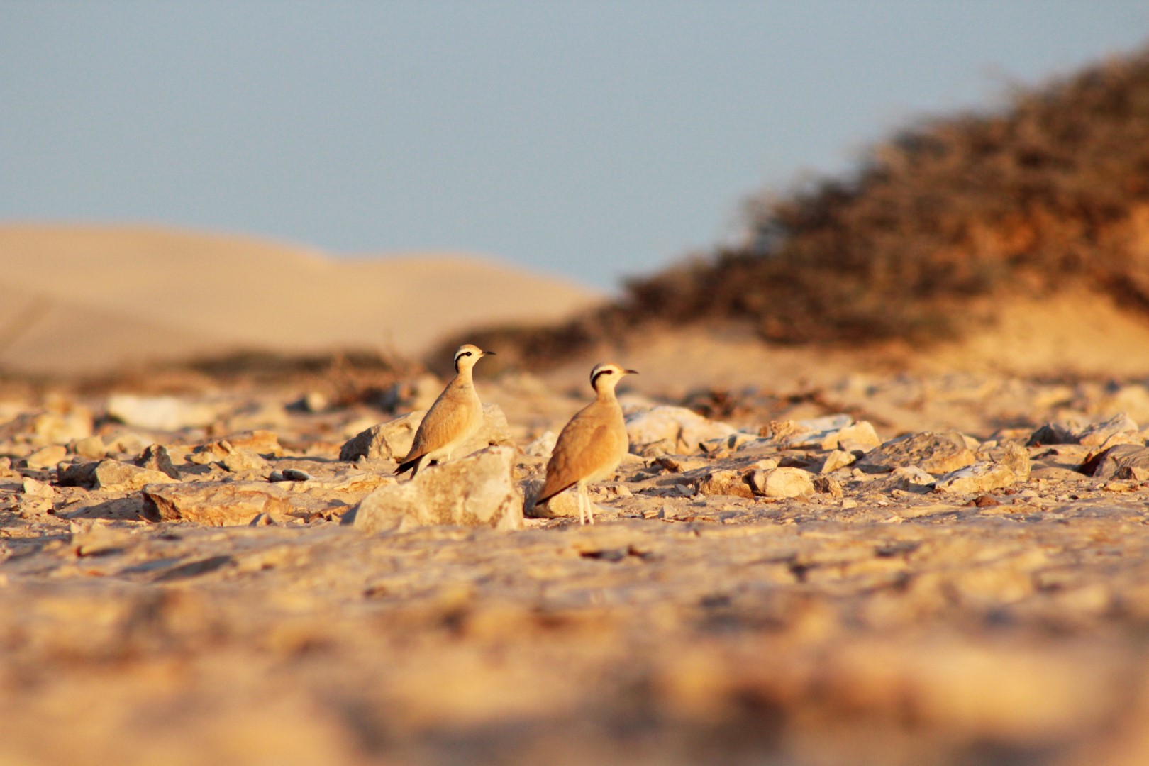 Cream-colored Courser