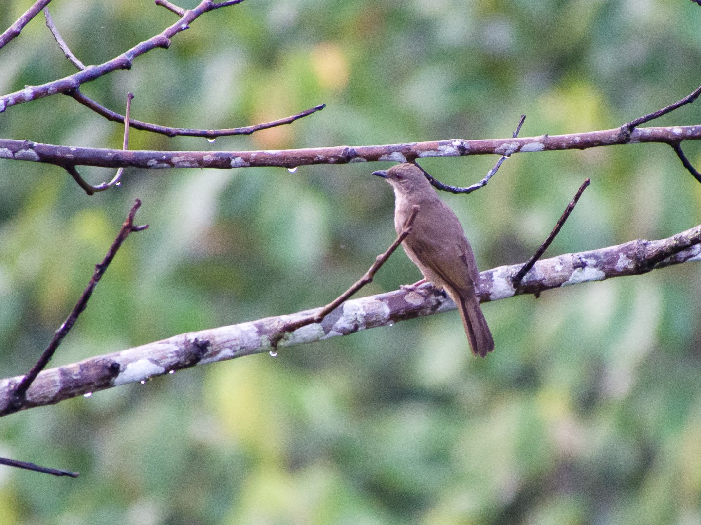 Cream-vented Bulbul