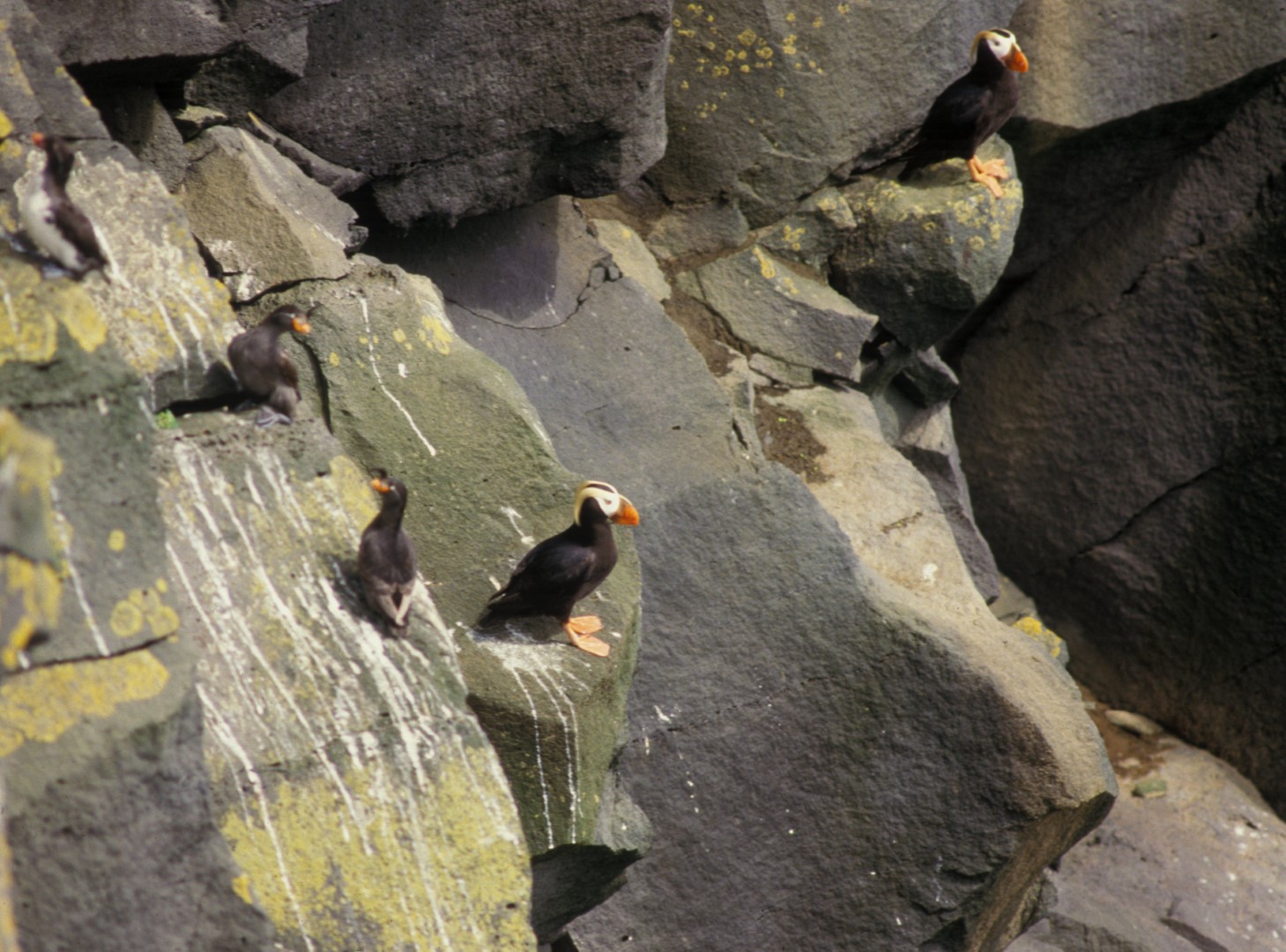 Crested Auklet