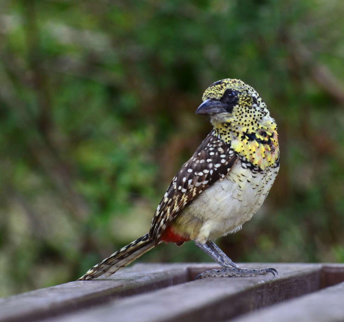 Crested Barbet