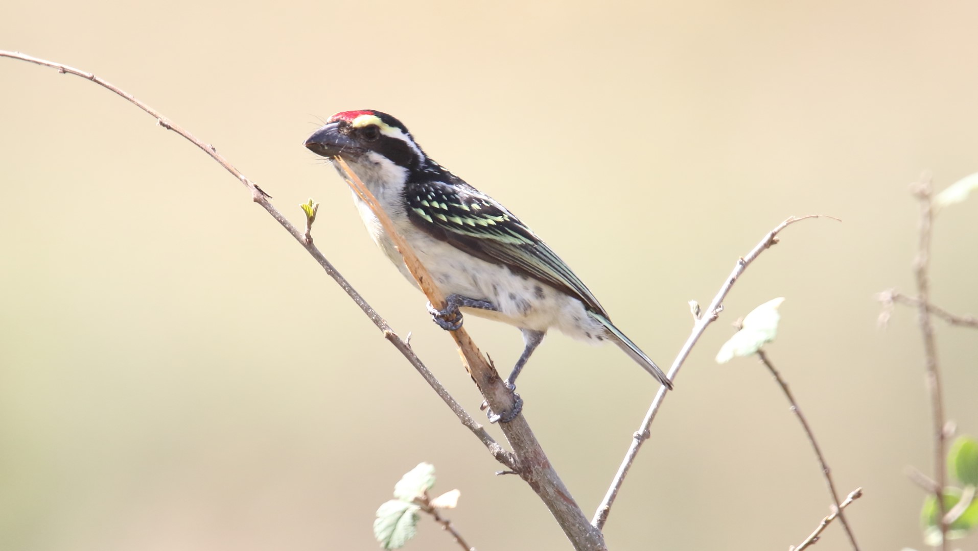Crested Barbet