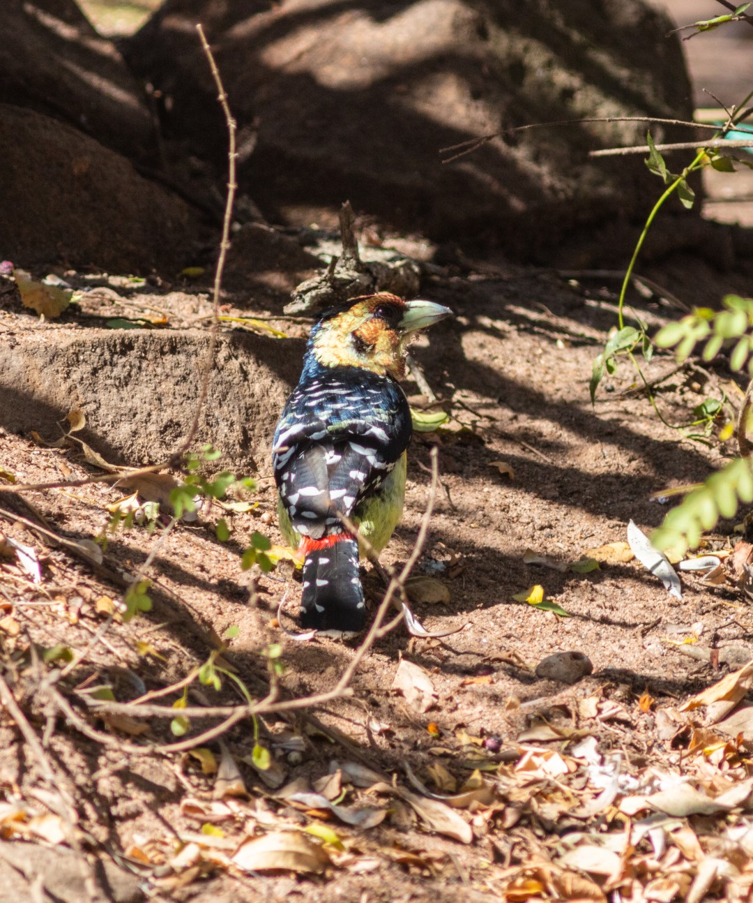 Crested Barbet