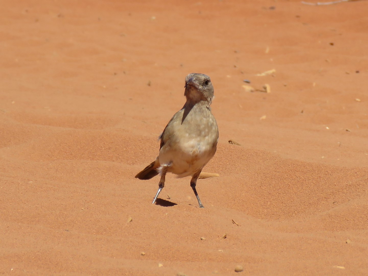 Crested Bellbird