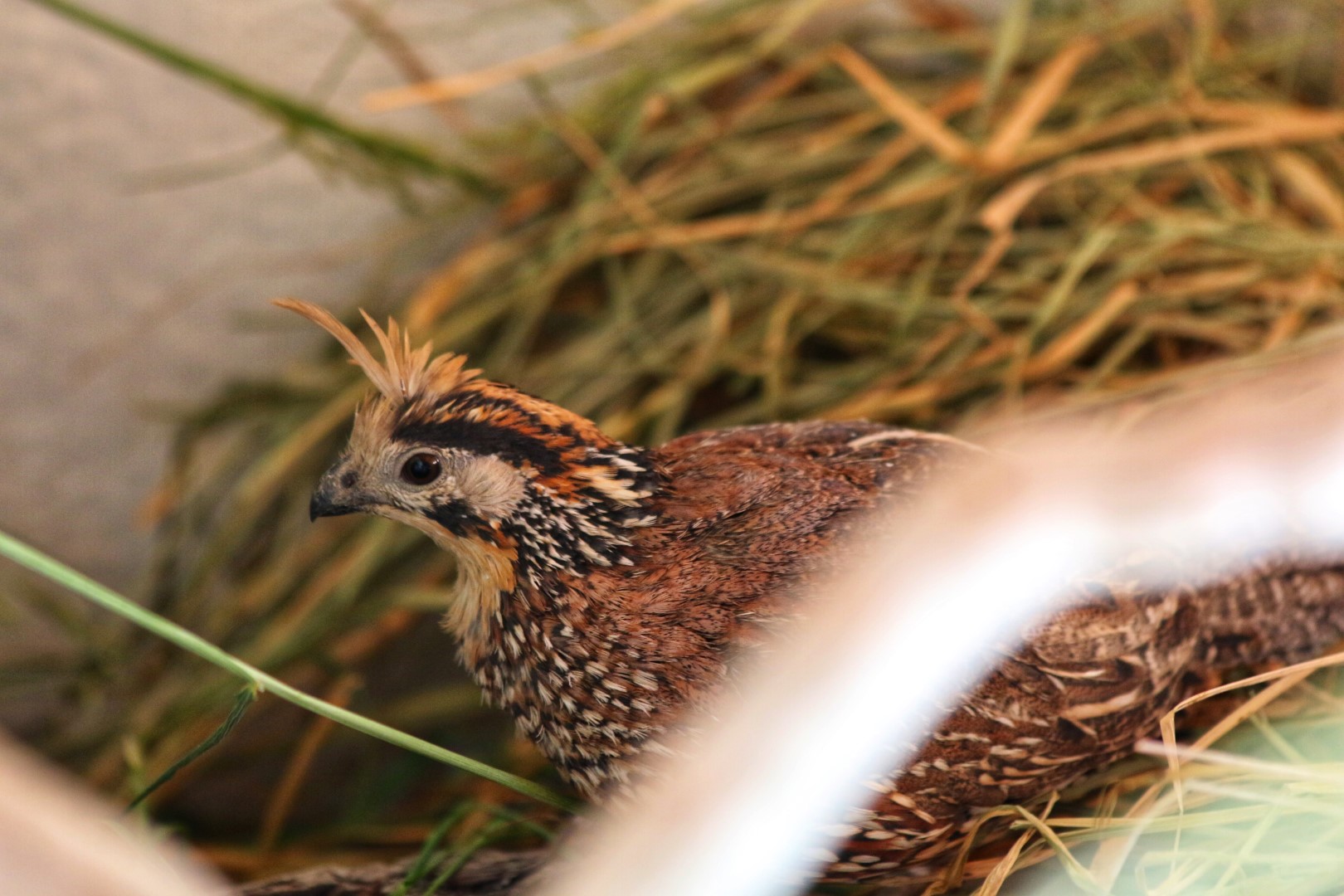 Crested Bobwhite