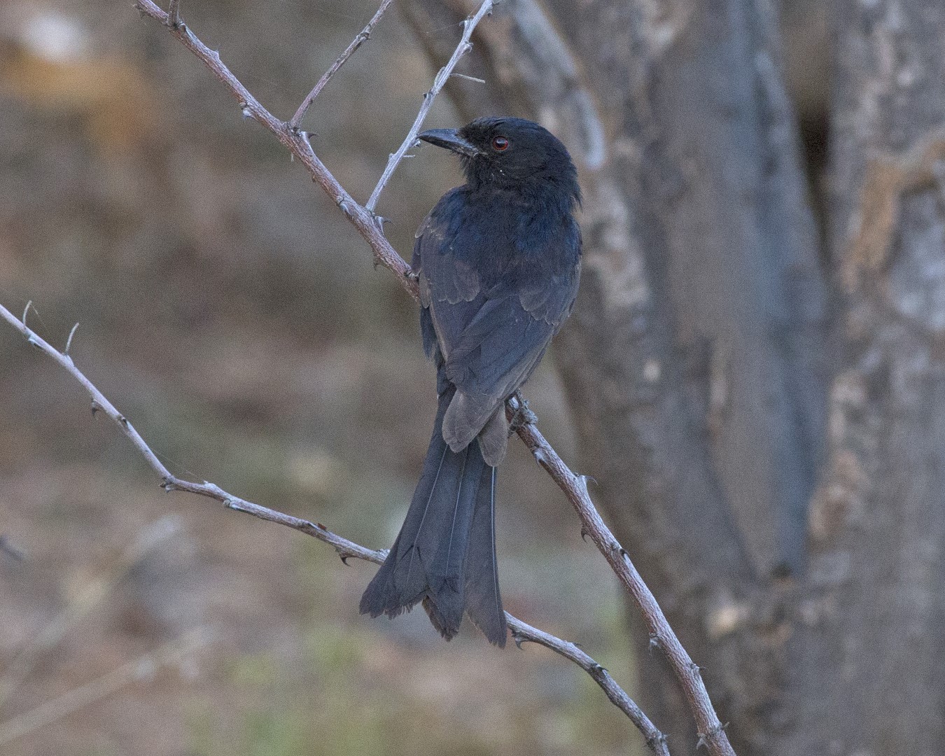 Crested Drongo