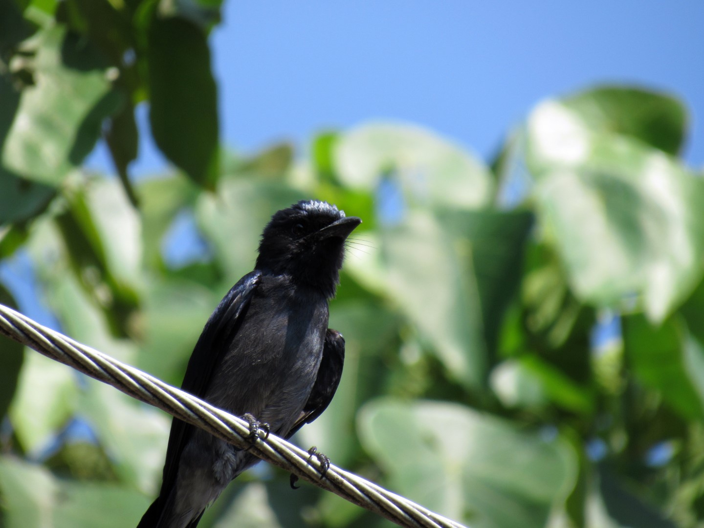 Crested Drongo