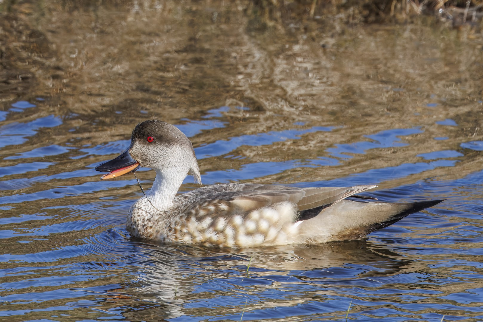 Crested Duck