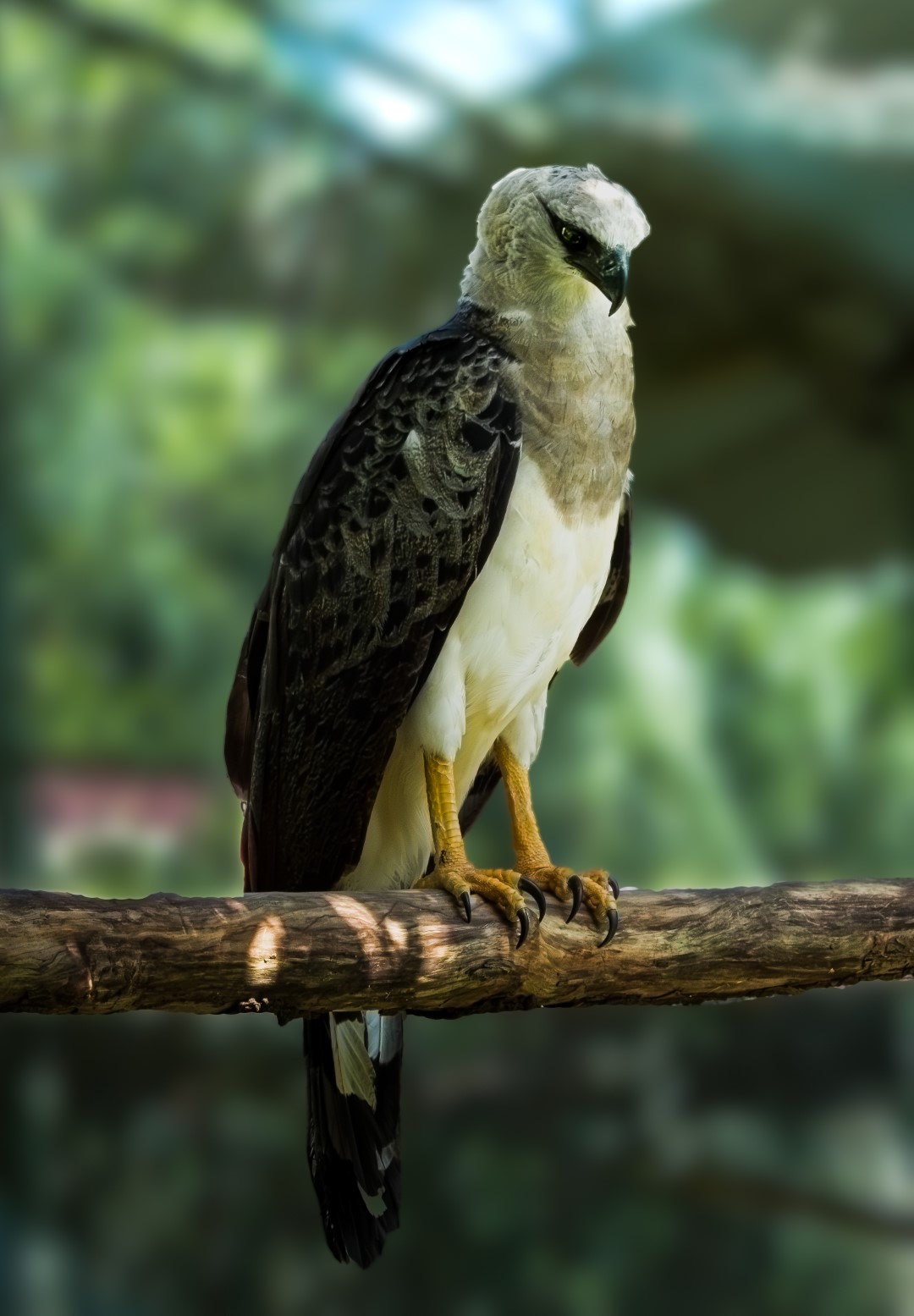 Crested Eagle