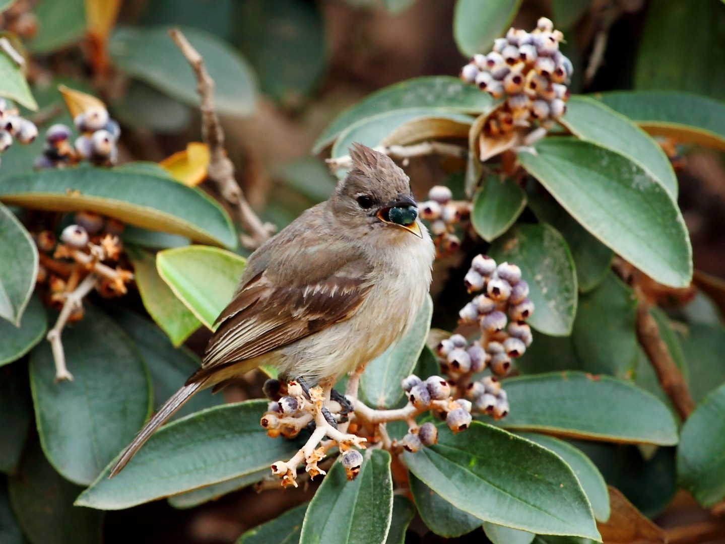 Crested Elaenia