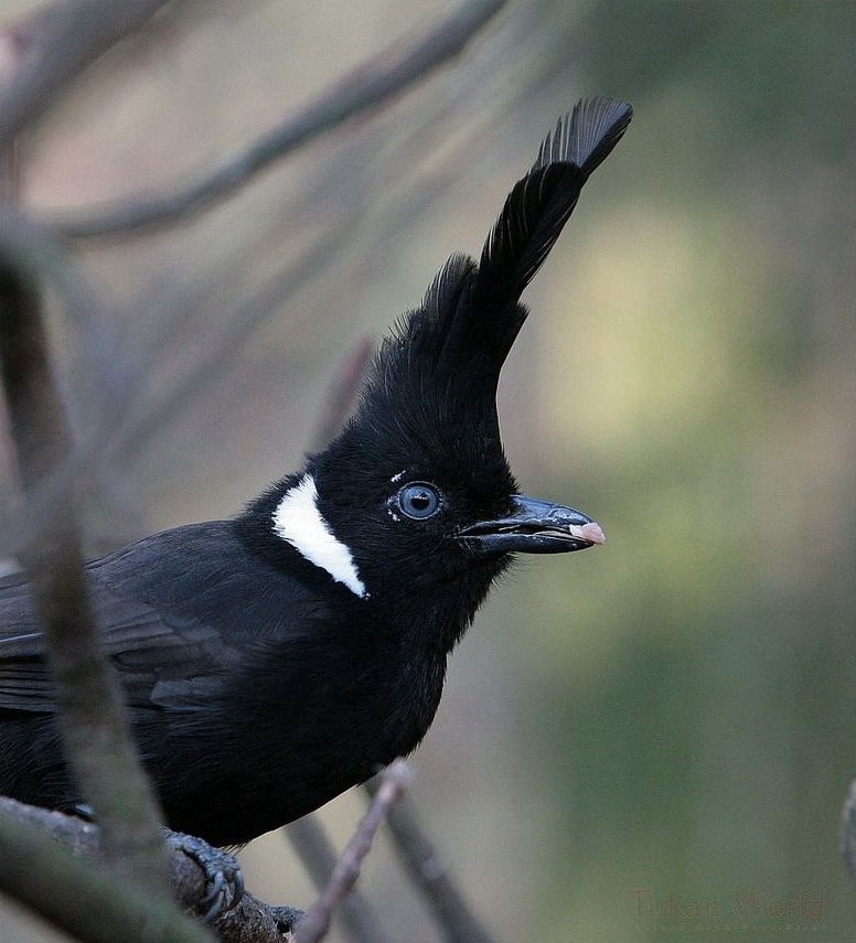 Crested Finchbill