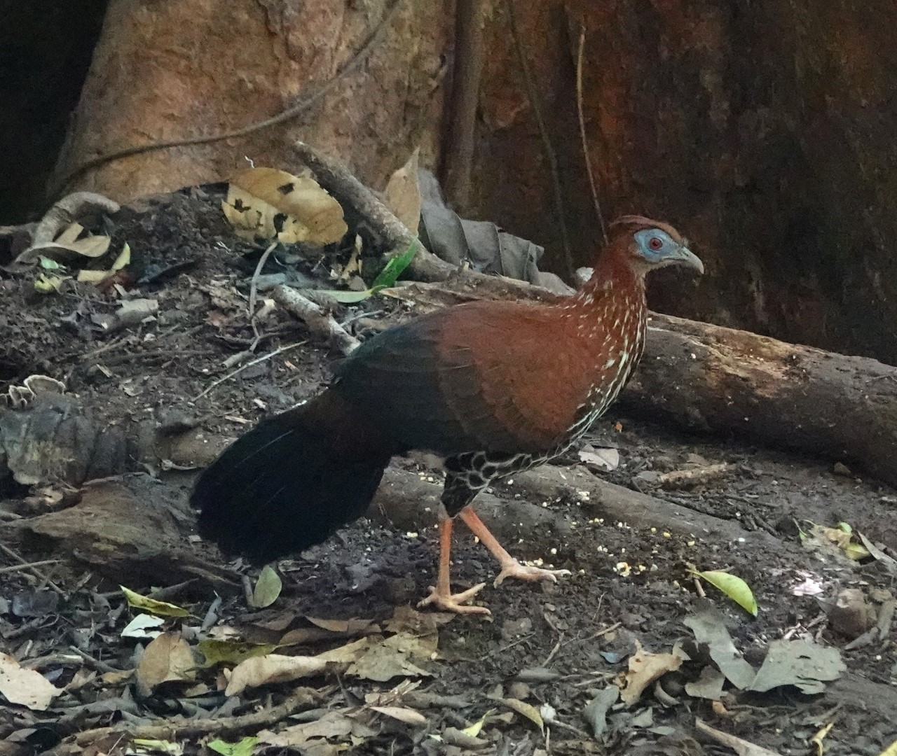 Crested Fireback