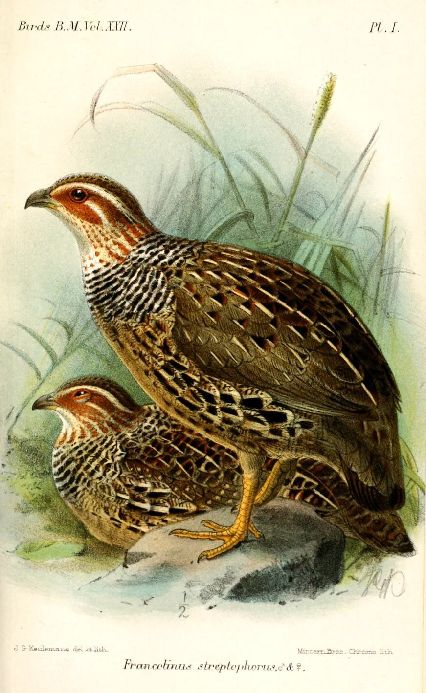 Crested Francolin