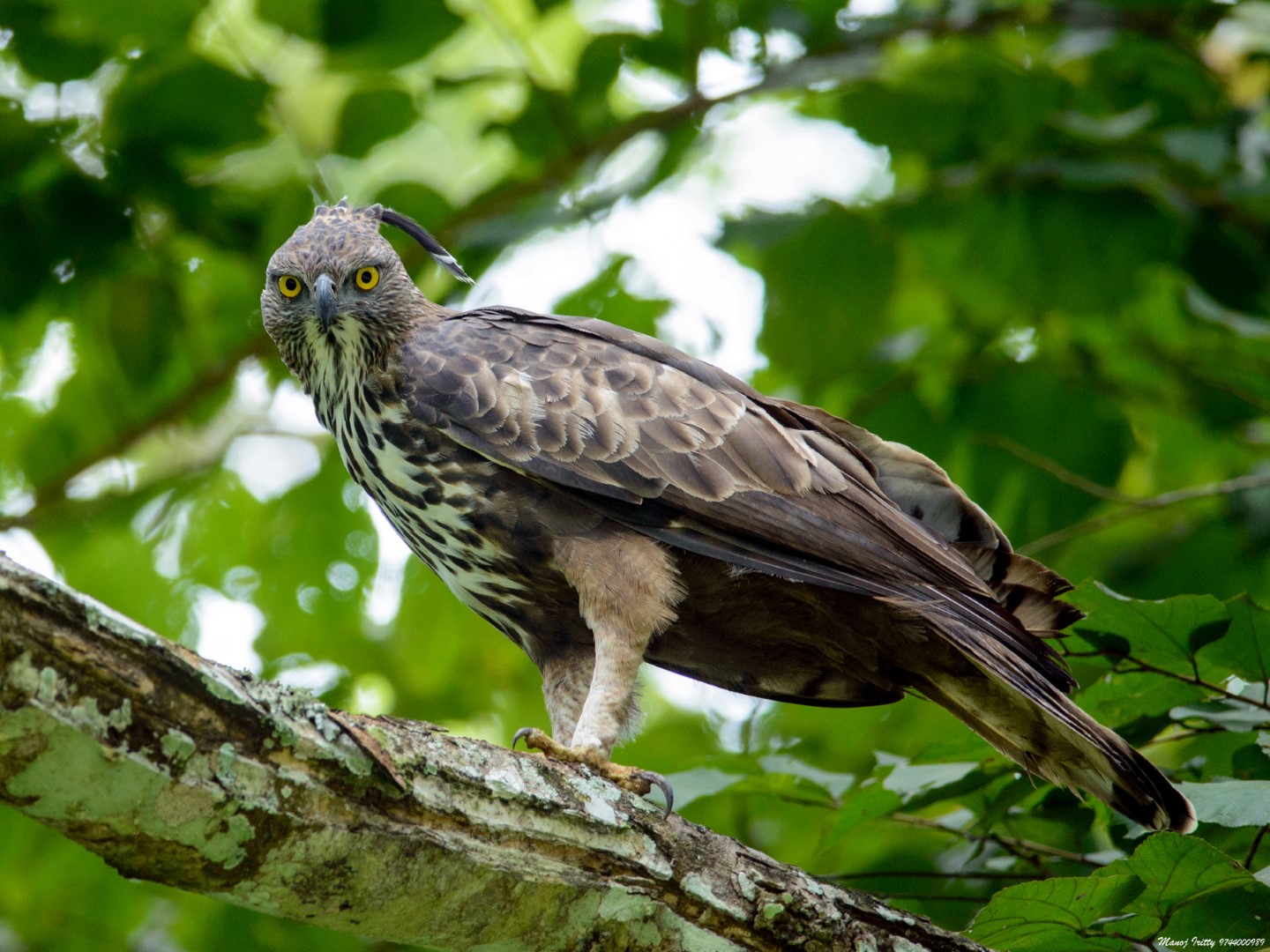 Crested Hawk-Eagle