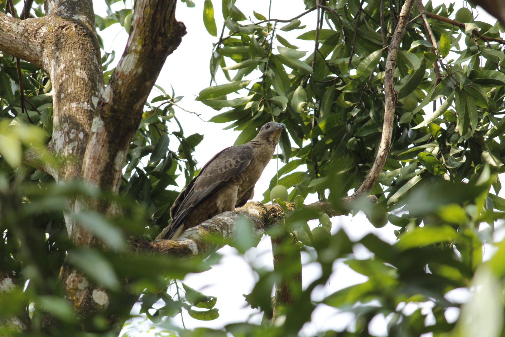 Crested Honey Buzzard
