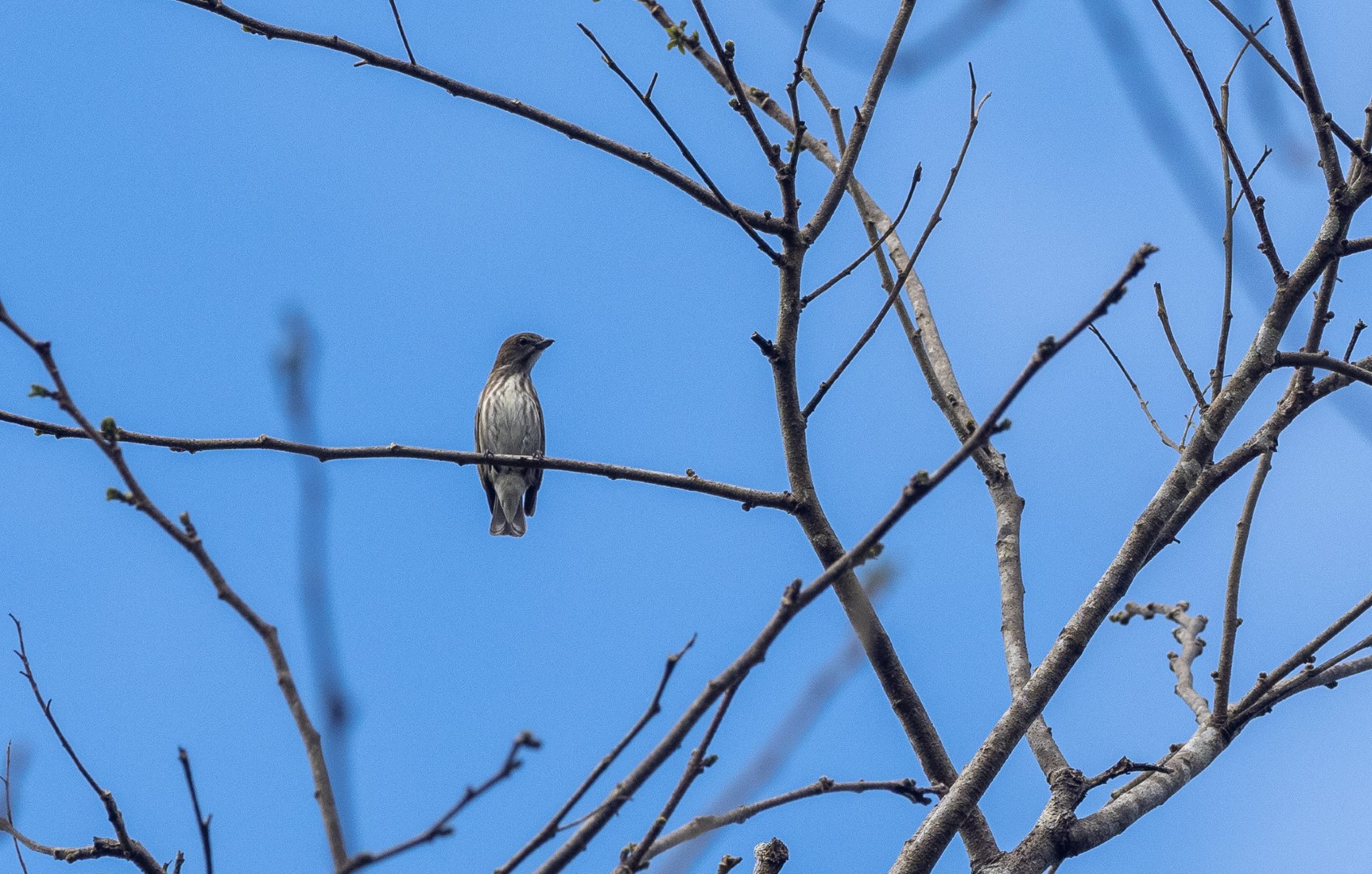 Crested Honeyeater