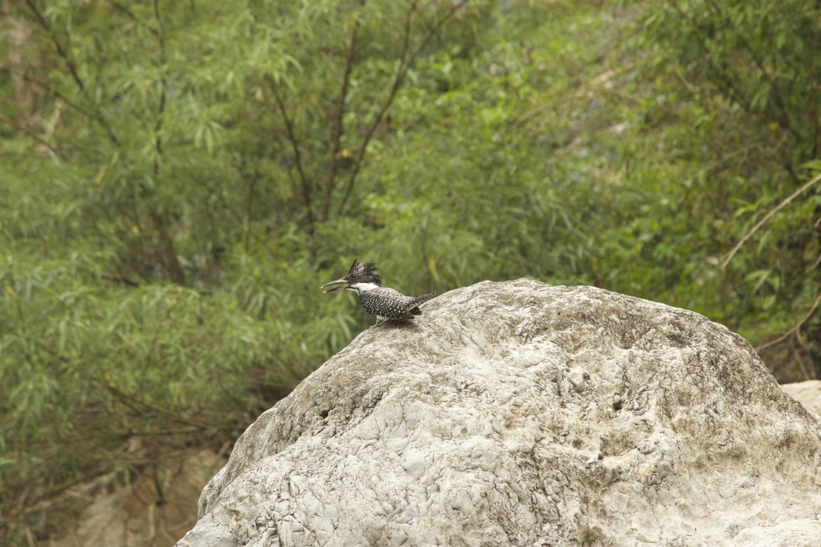 Crested Kingfisher