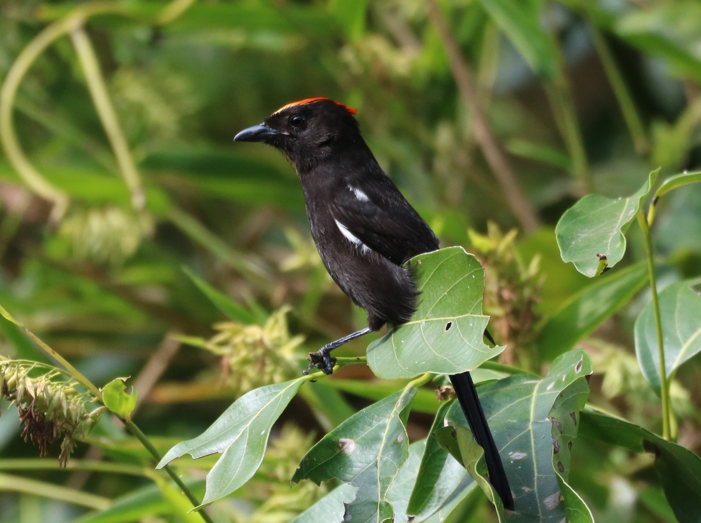 Crested Oriole