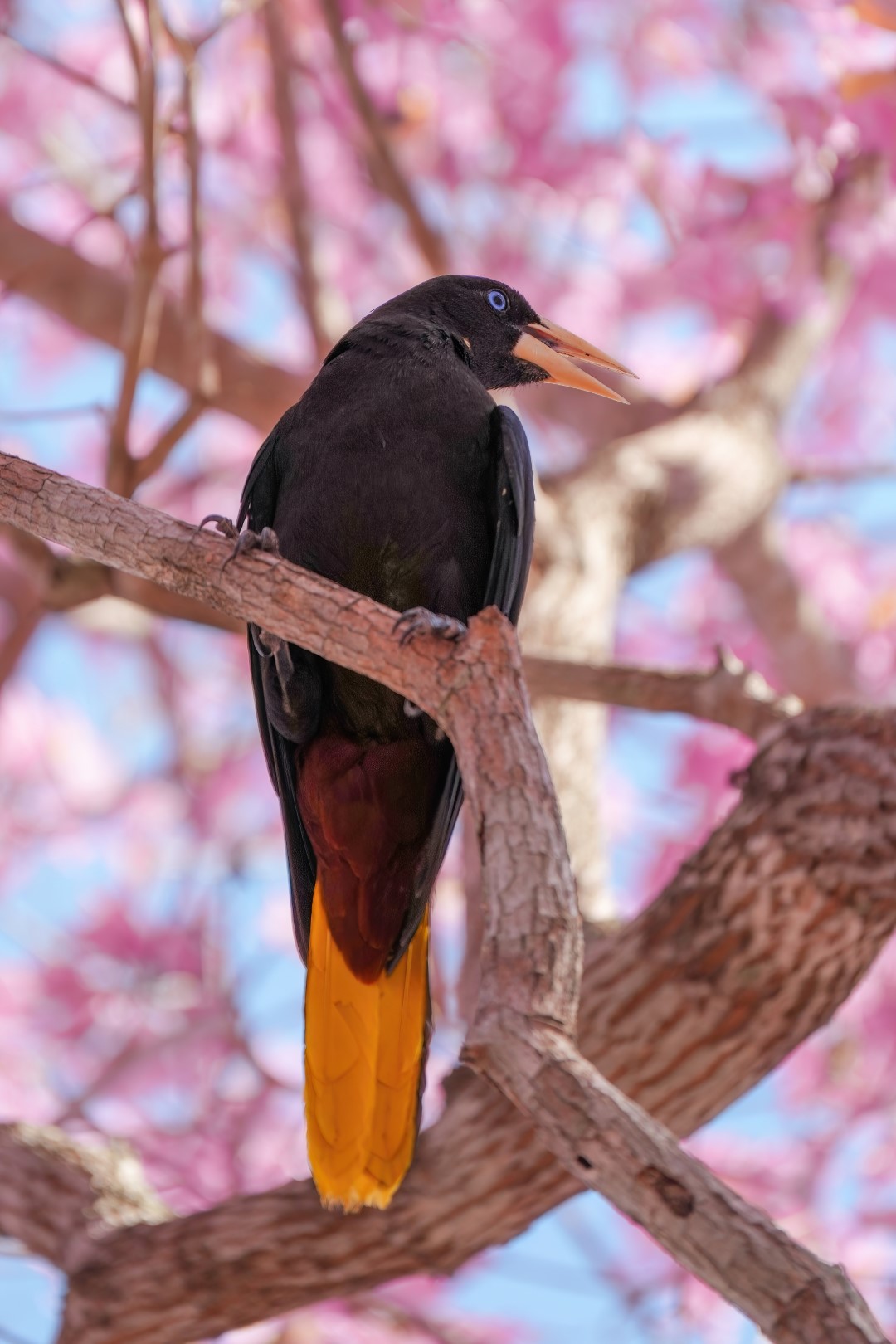Crested Oropendola