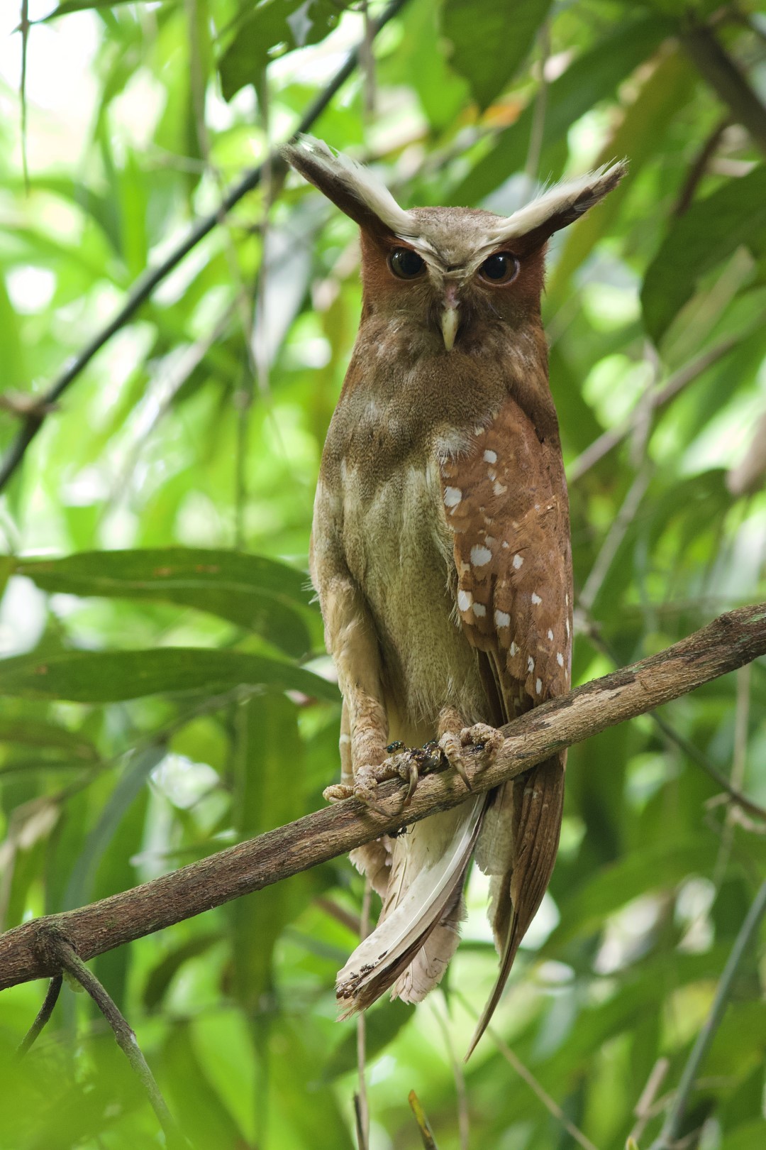 Crested Owl
