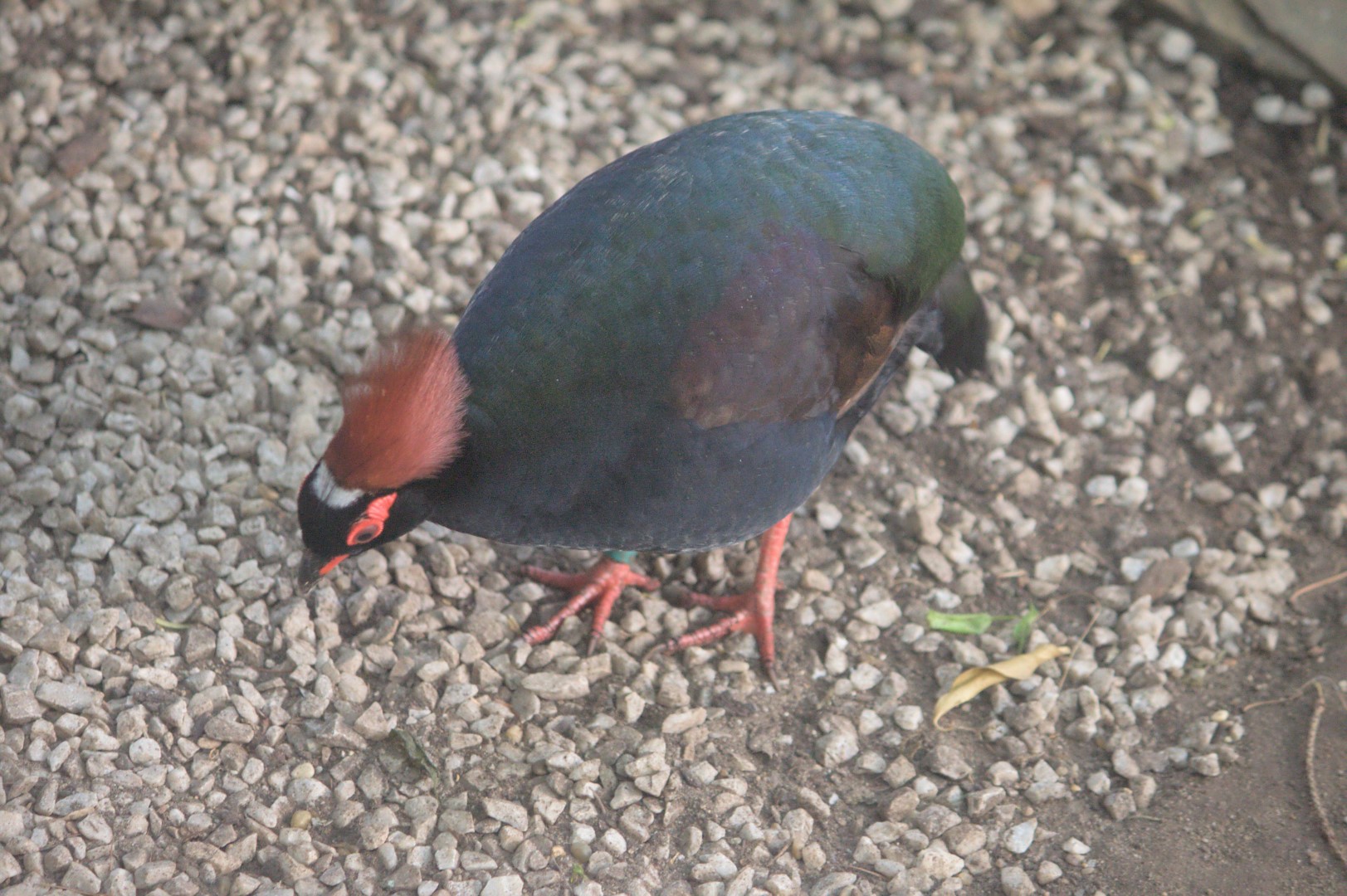 Crested Partridge