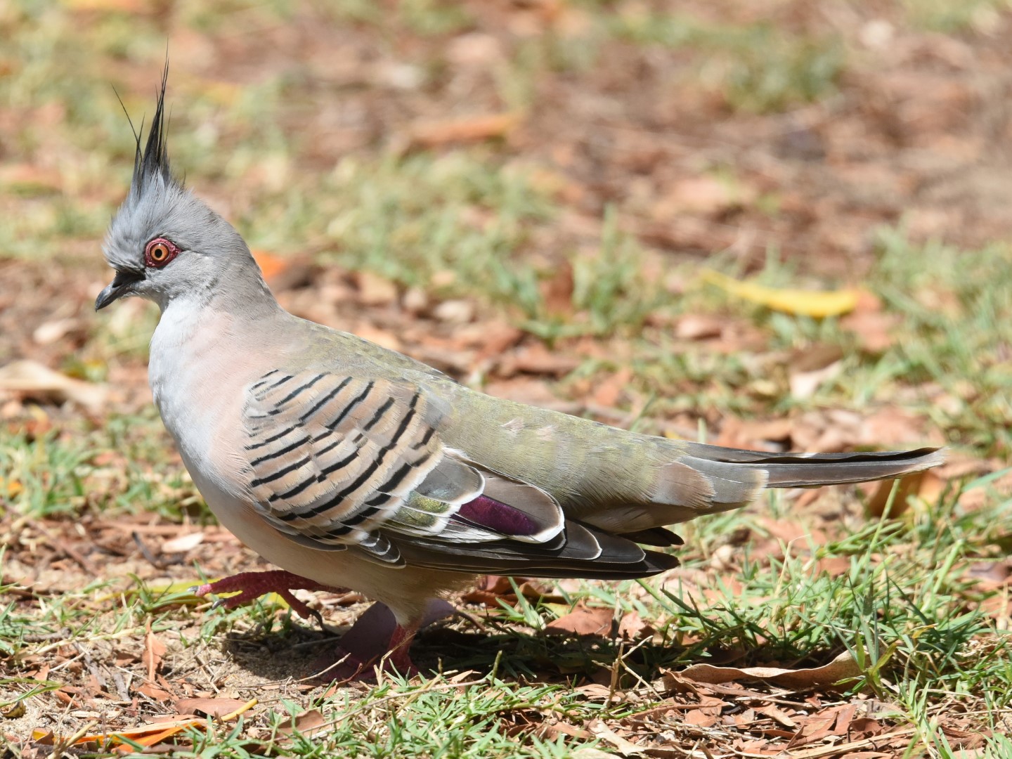 Crested Pigeon