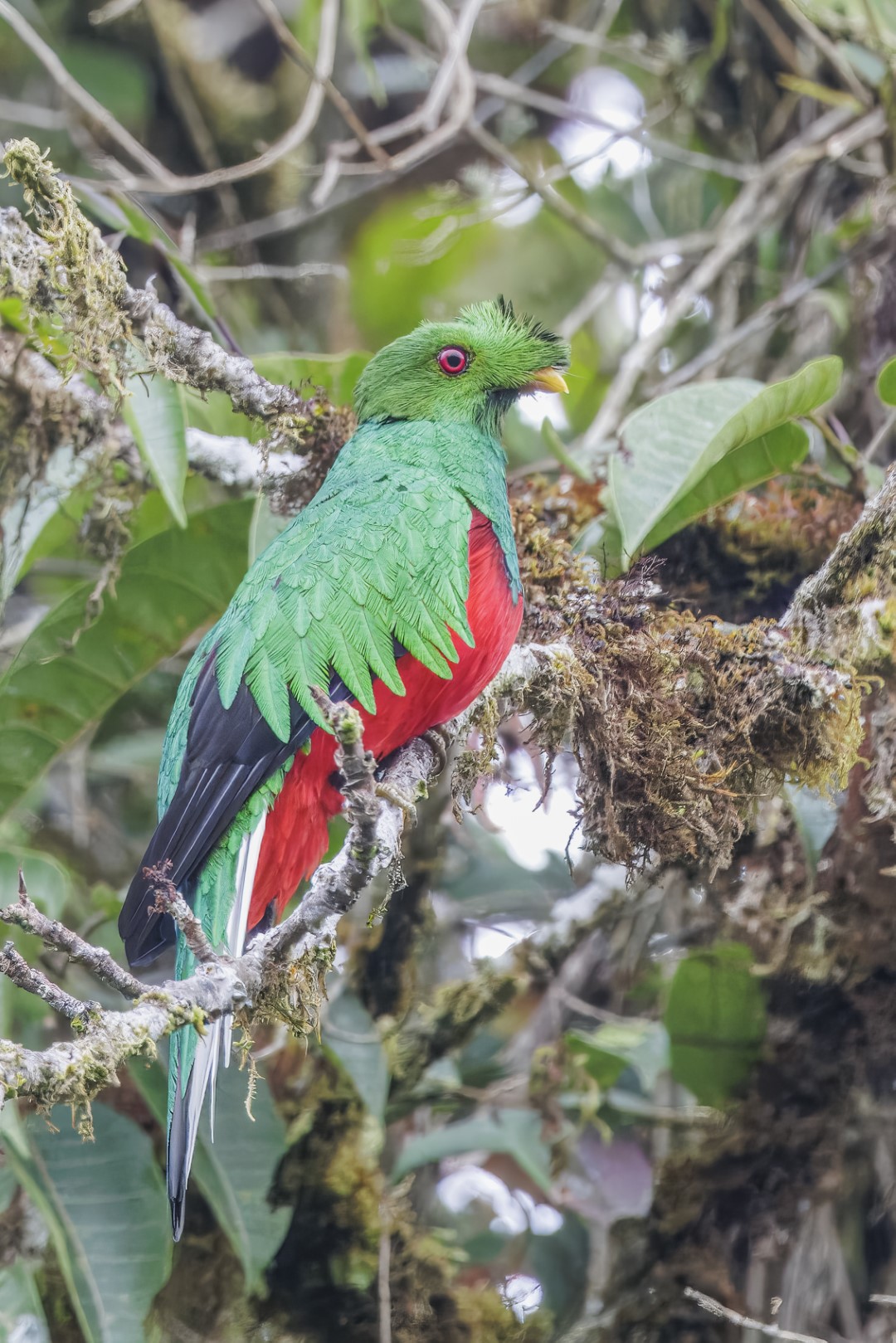 Crested Quetzal