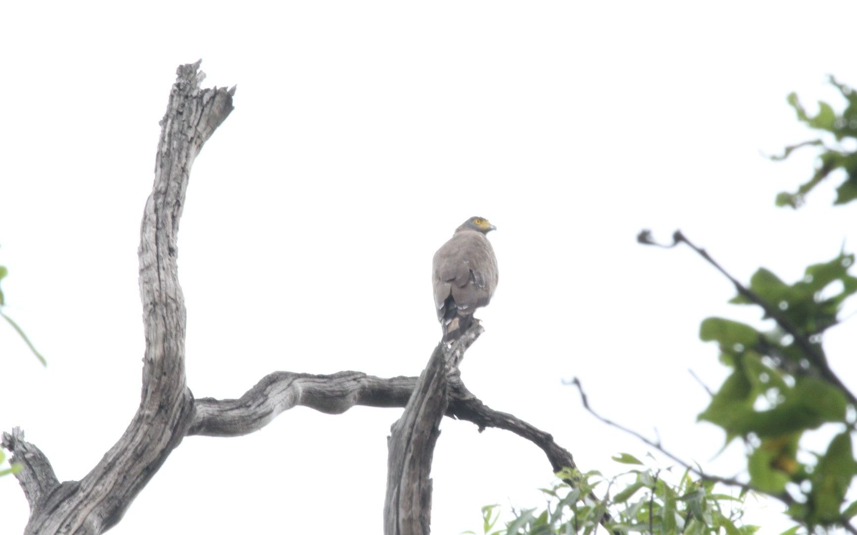 Crested Serpent Eagle