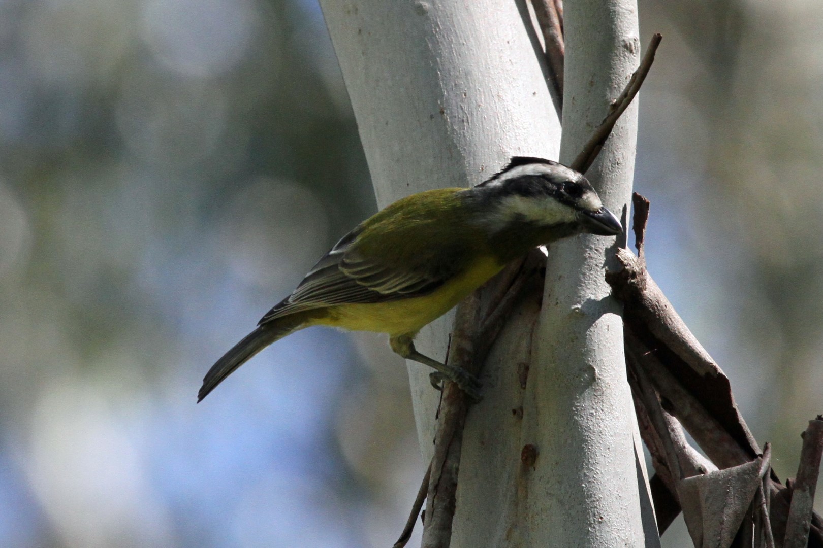 Crested Shriketit