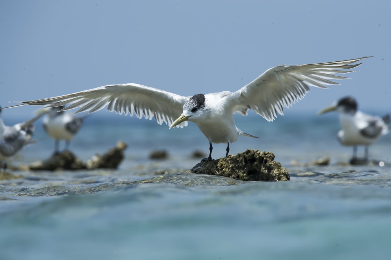 Crested Tern