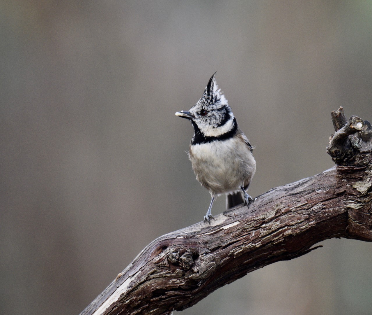 Crested Tit
