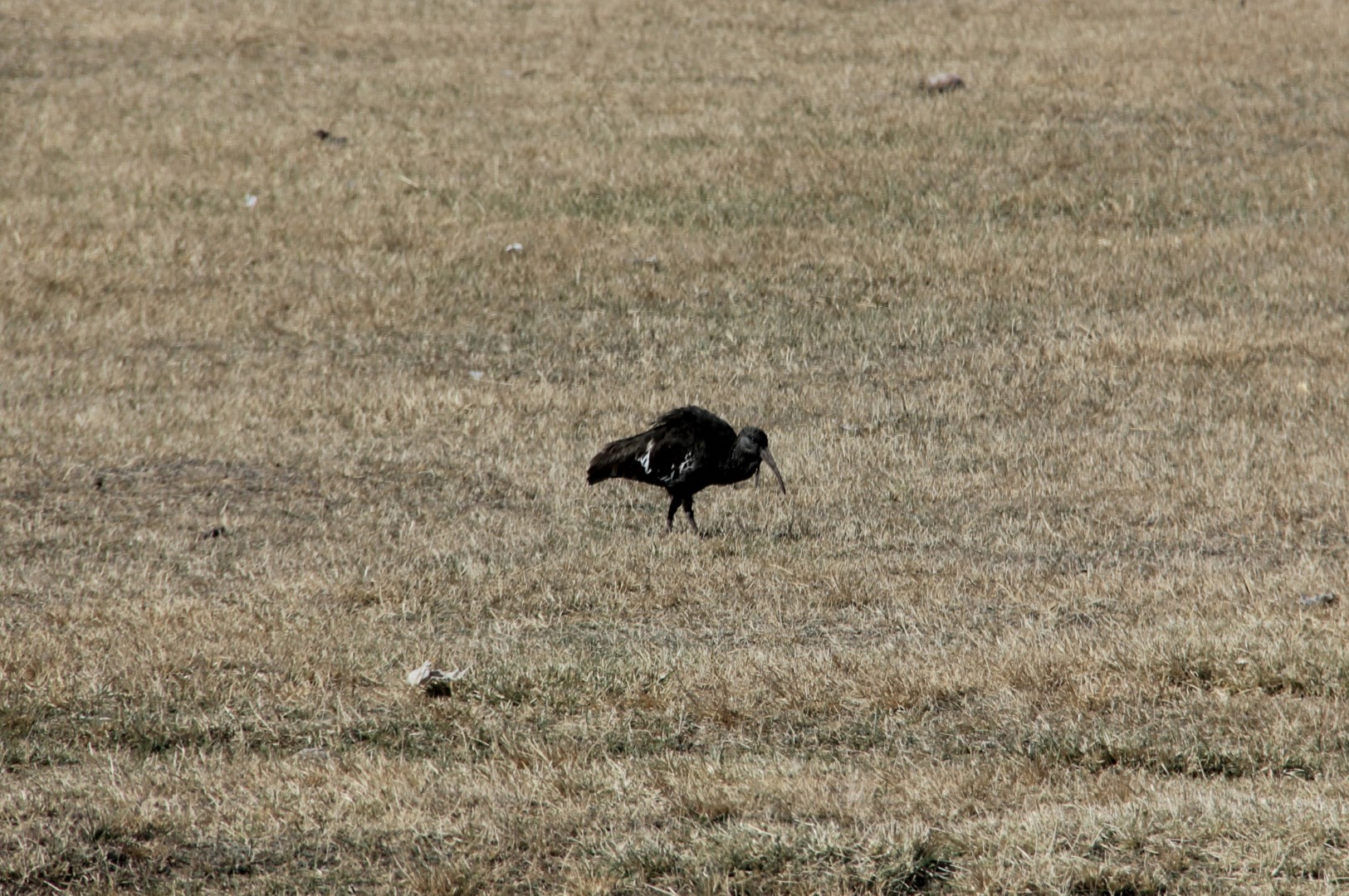 Crested Wood Partridge