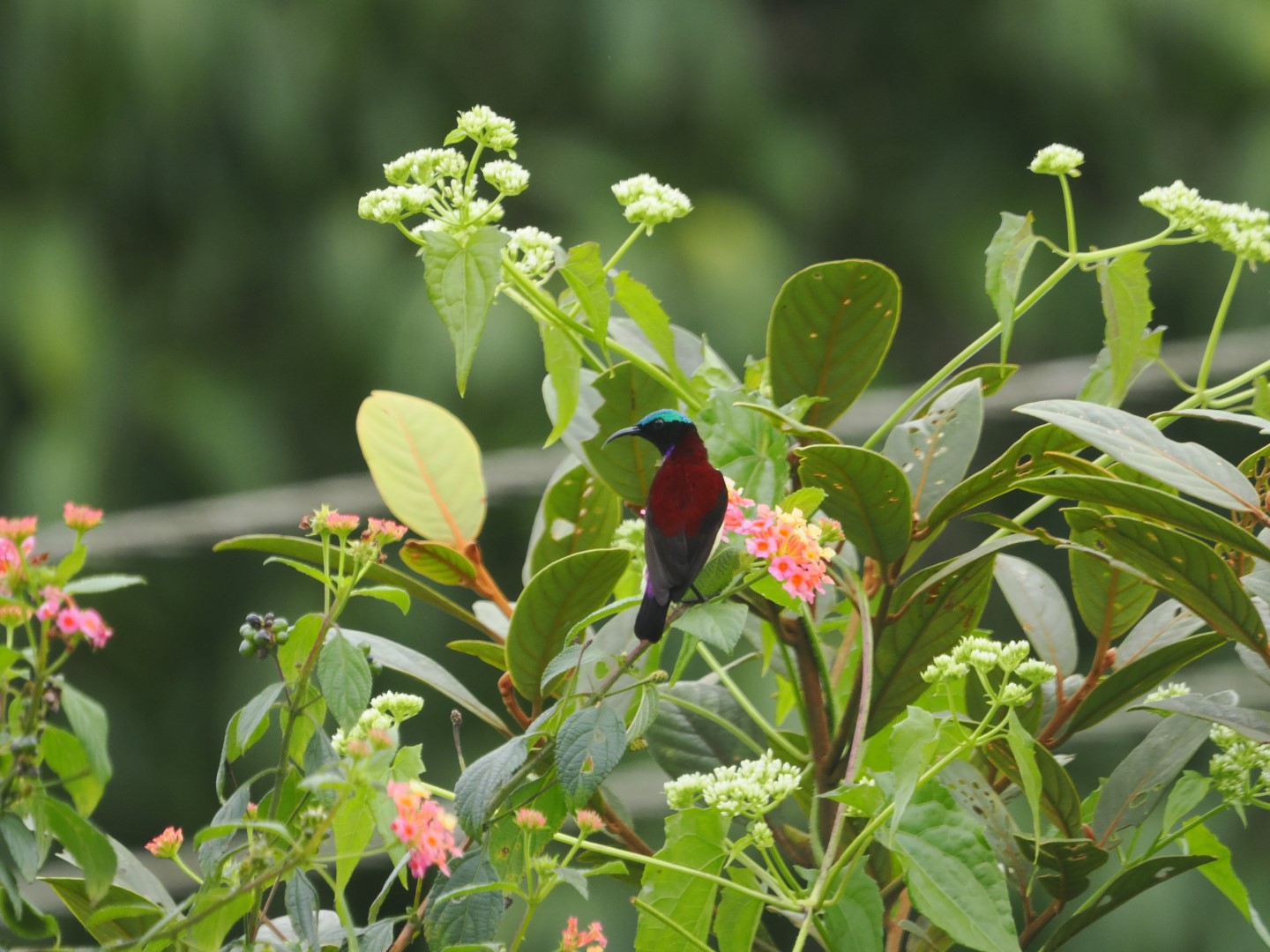 Crimson-backed Sunbird