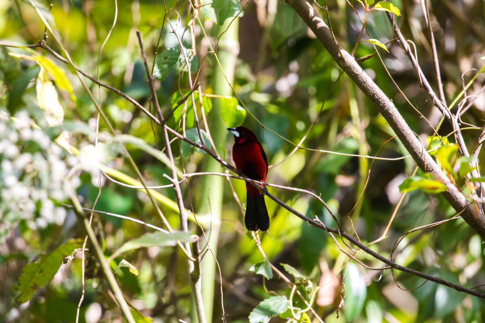 Crimson-backed Tanager