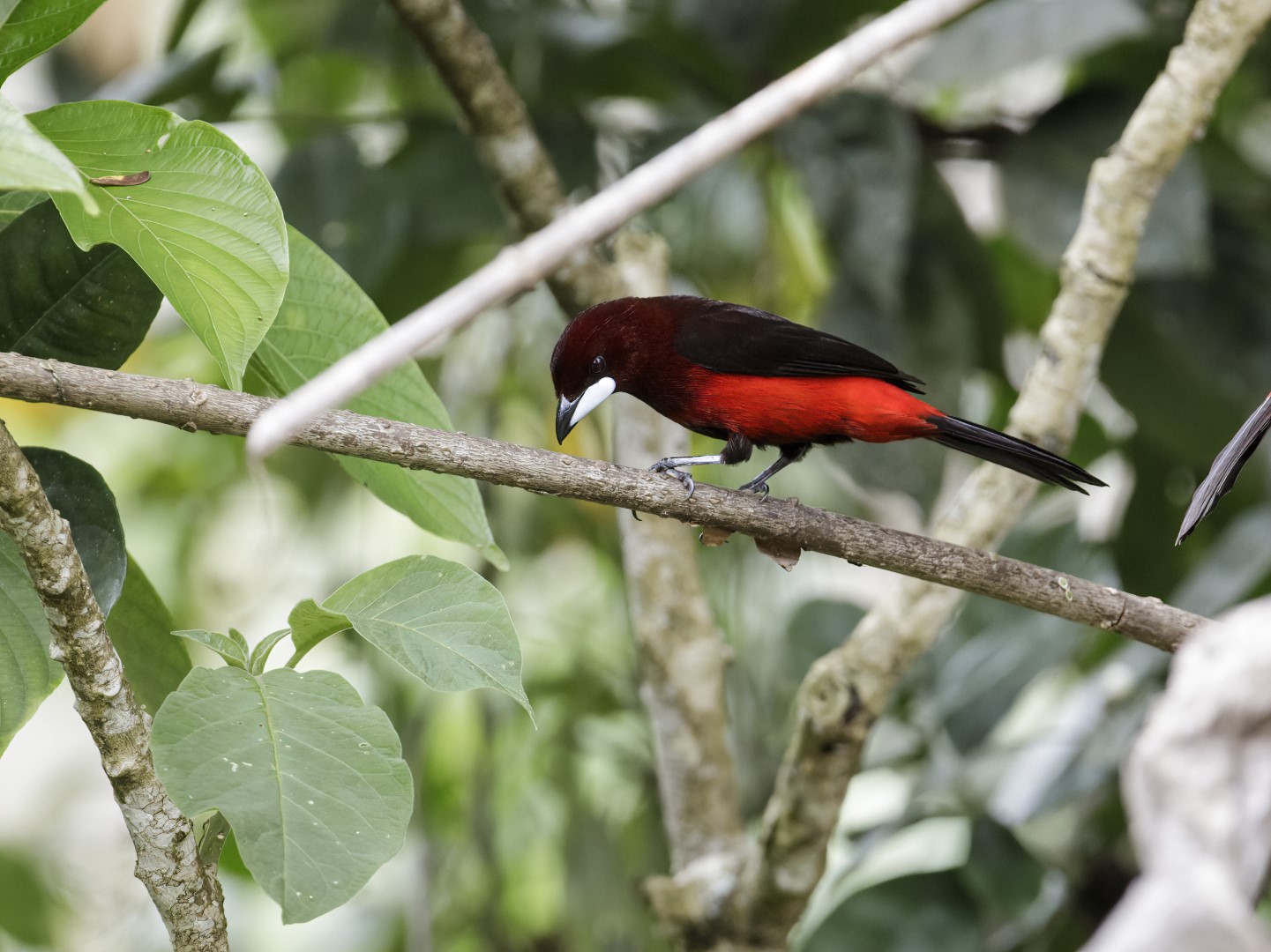 Crimson-backed Tanager
