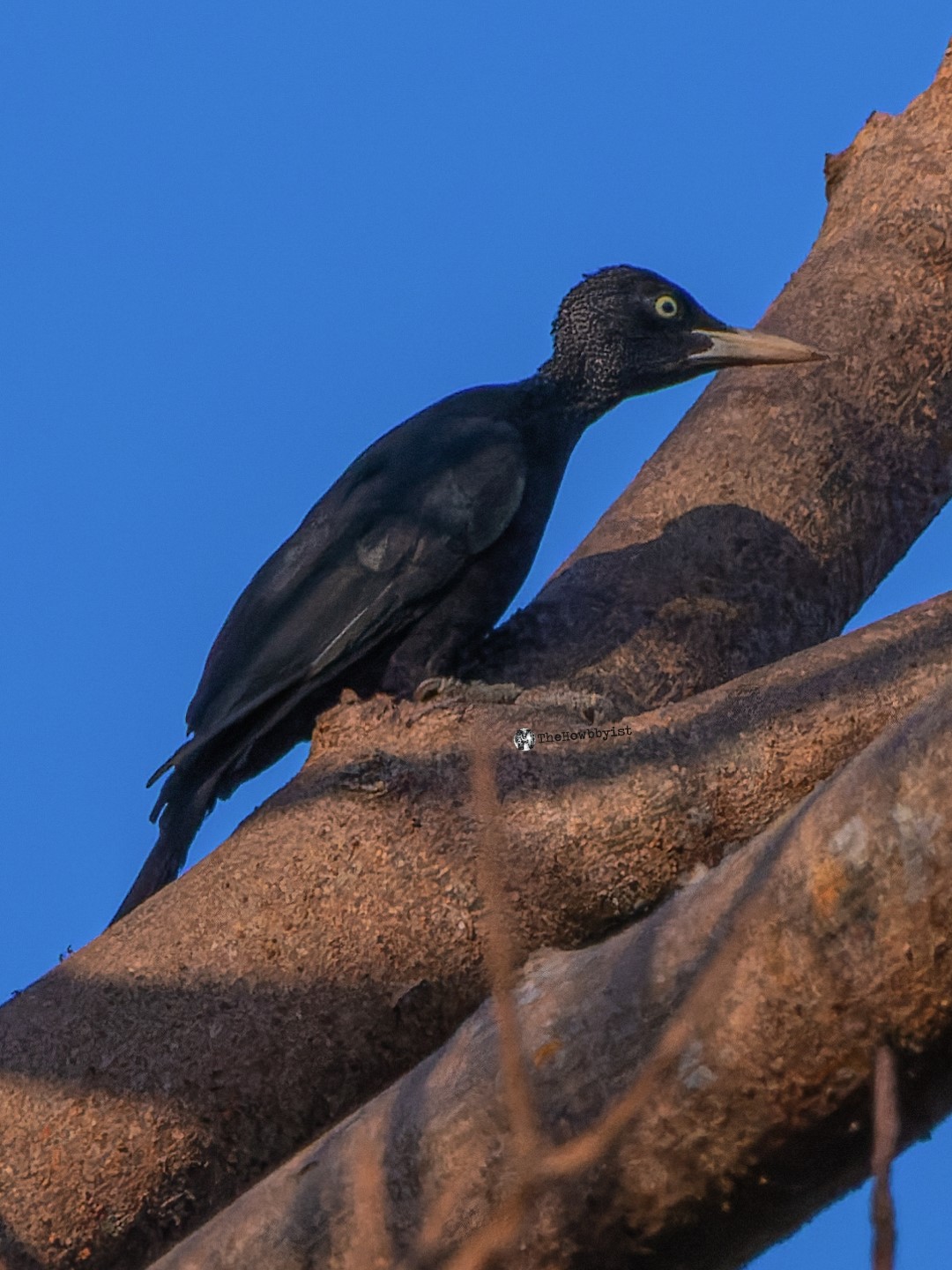 Crimson-backed Woodpecker